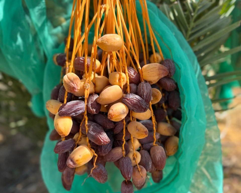 صفوف نخيل في مزرعة الطحان جولدن دانس